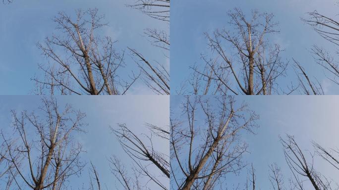 4K冬天掉光叶子的树木01