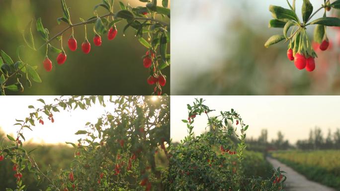 4K红色枸杞果实在枝头漂亮的浅景深