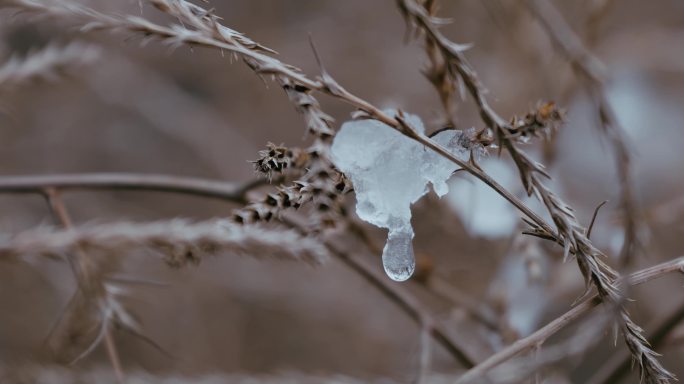 4K冬天荒草残雪融化滴水01