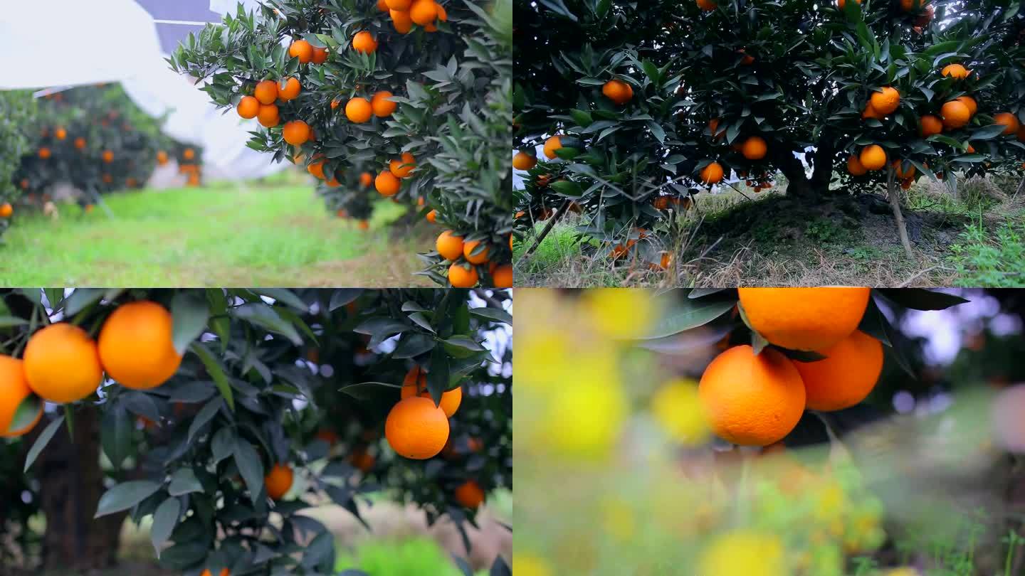 果园脐橙实拍