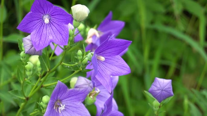 鲜花盛开、桔梗花、花朵特写镜头、铃铛花、