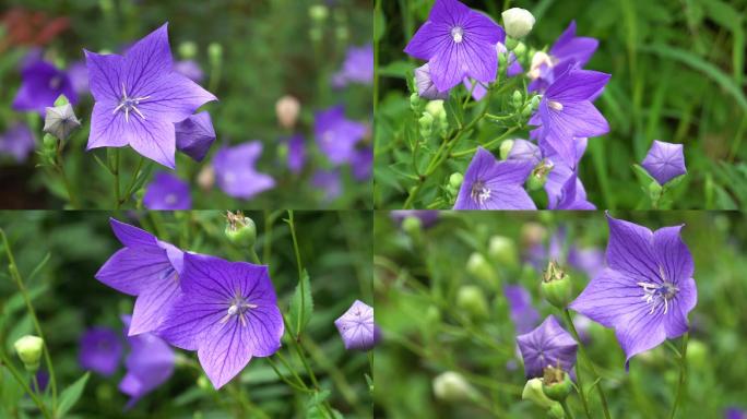 鲜花盛开、桔梗花、花朵特写镜头、铃铛花、