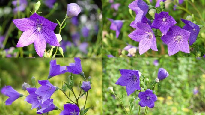 雨后的鲜花、花朵特写、桔梗花、鲜花盛开