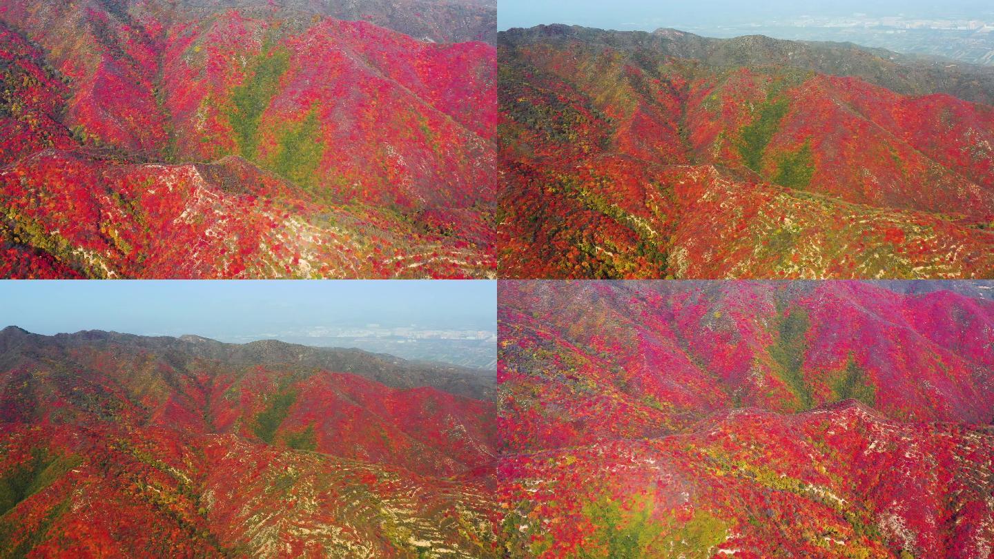 秋天红叶航拍