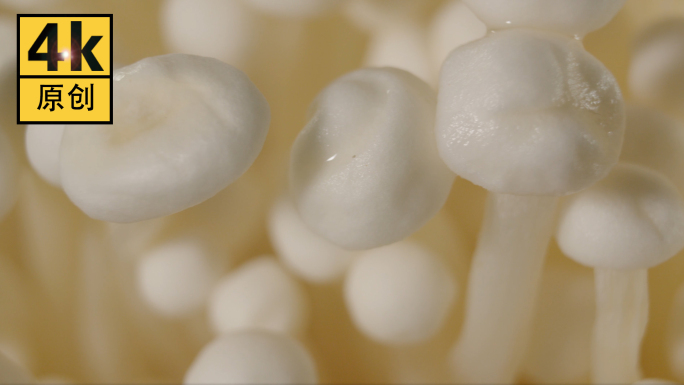金针菇4K菌蘑菇