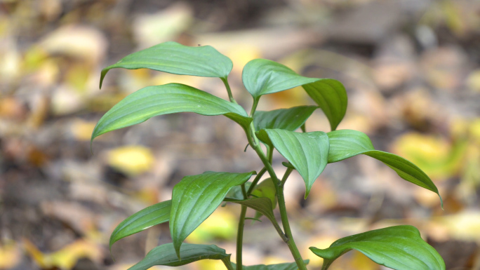 本草中医药竹根七