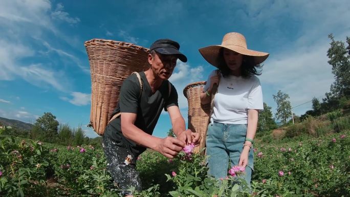 花农在玫瑰花田采摘玫瑰花