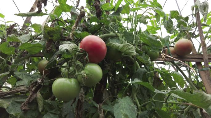 采摘番茄
