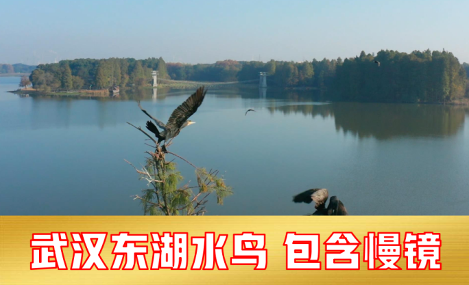 东湖水鸟鸬鹚黑水鸭捕食（含慢镜头）