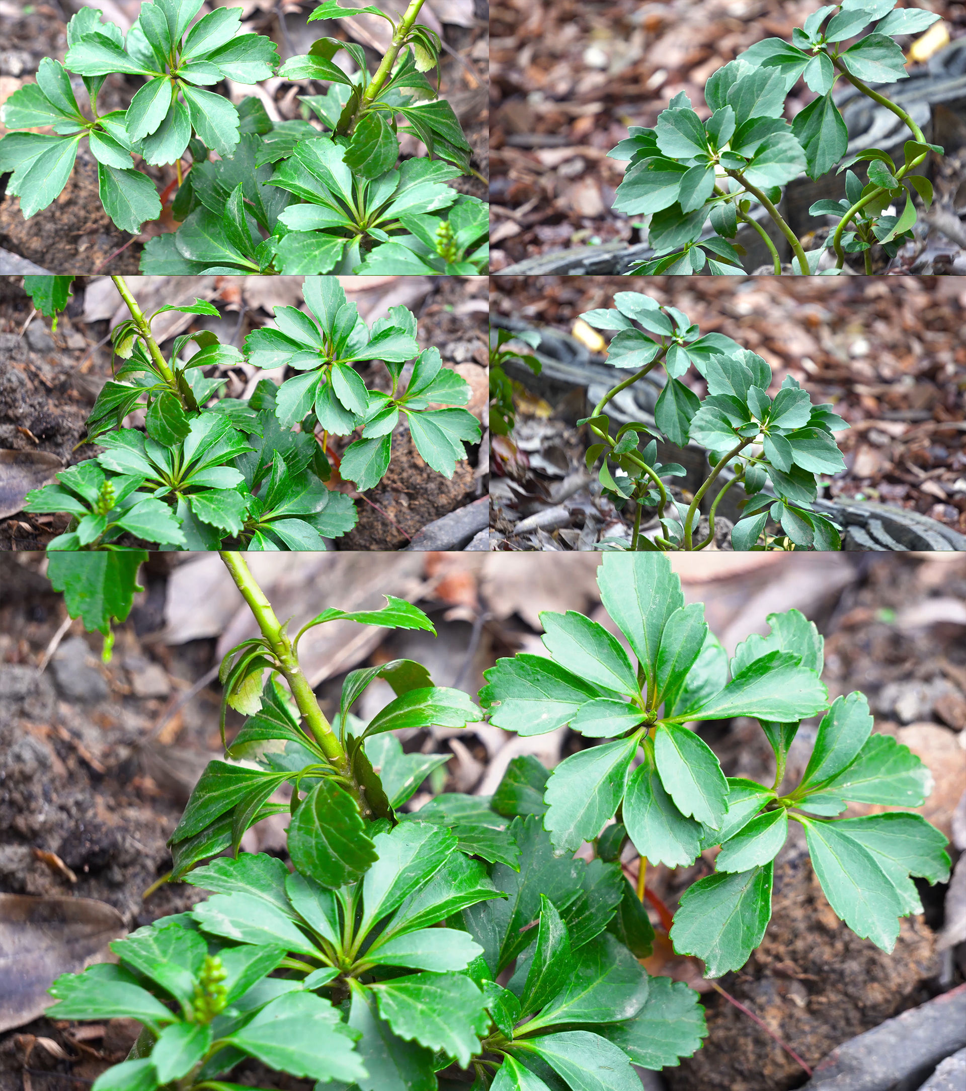 本草中医药顶花板凳果