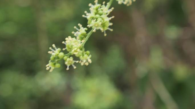 植物学--卫矛科苦皮藤(15S高清素材）