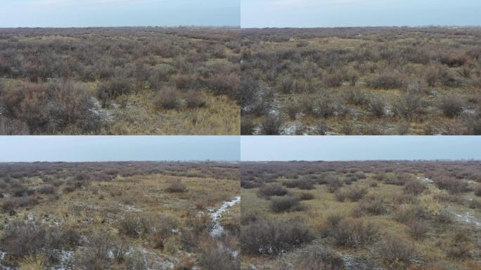 航拍冬季红柳林