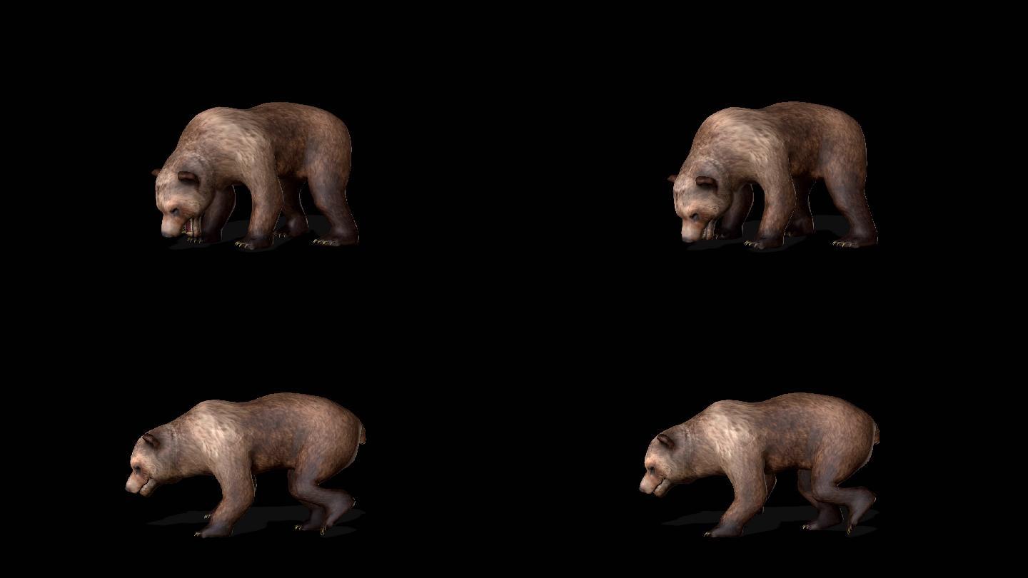 三维熊走路喝水带通道视频素材