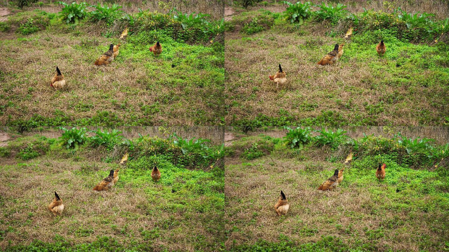 农村散养鸡群丨4K丨原创实拍