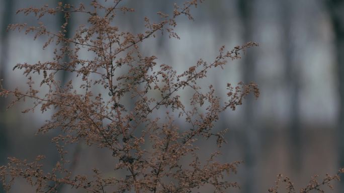 4K冬天寒风中的蒿草02