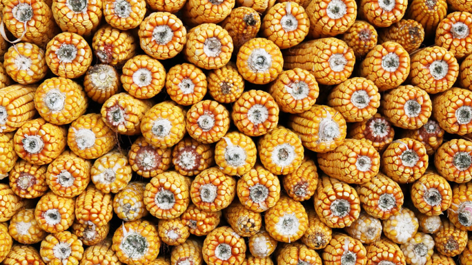 玉米粒苞米棒子晾晒包谷粮食农作物秋收玉米