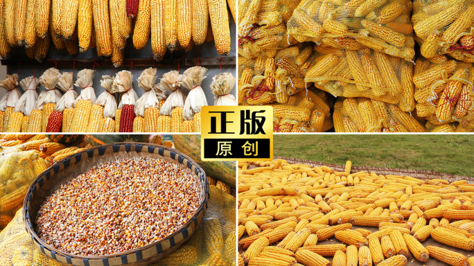 玉米粒苞米棒子晾晒包谷粮食农作物秋收玉米
