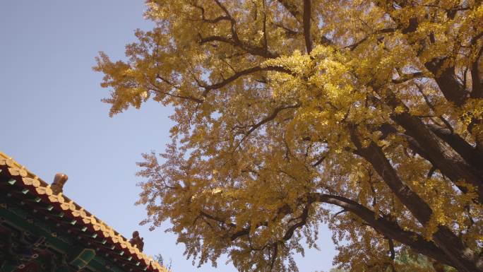 古代和现代交织，千年银杏树唐代文化