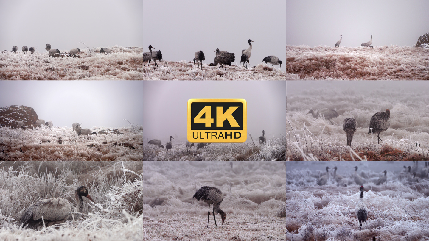 【4K】黑颈鹤觅食，黑颈鹤生存环境