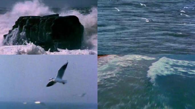 80年代大海海鸥