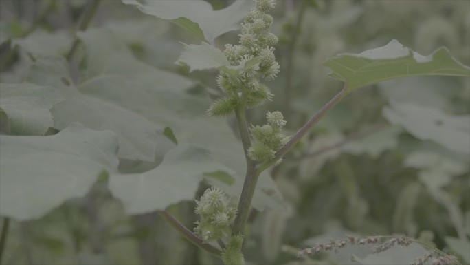 苍耳子农村植物