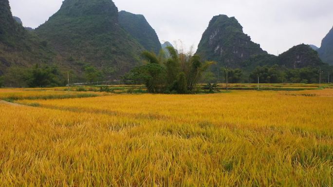 航拍农村稻田里金黄色成熟的稻谷视频素材