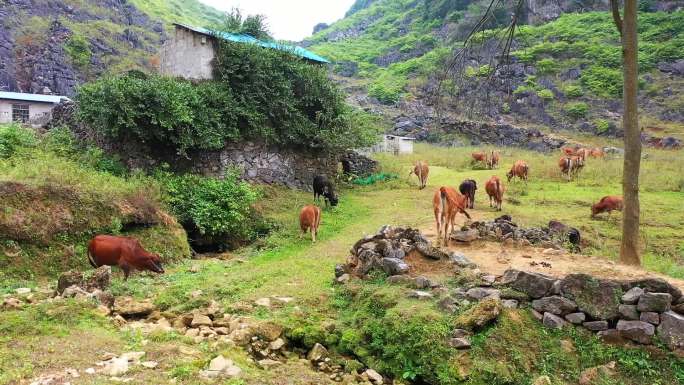 实拍大山里的牛群 大黄牛草地放养视频