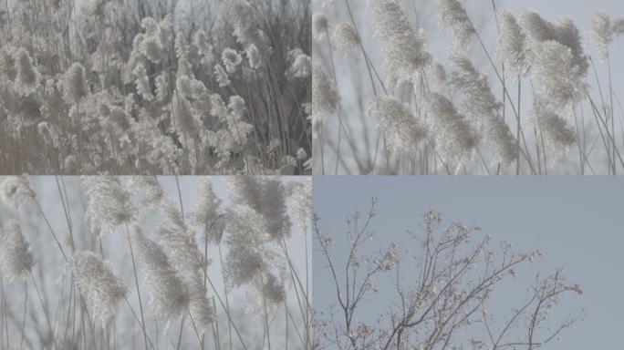冬日里的芦苇和枯树