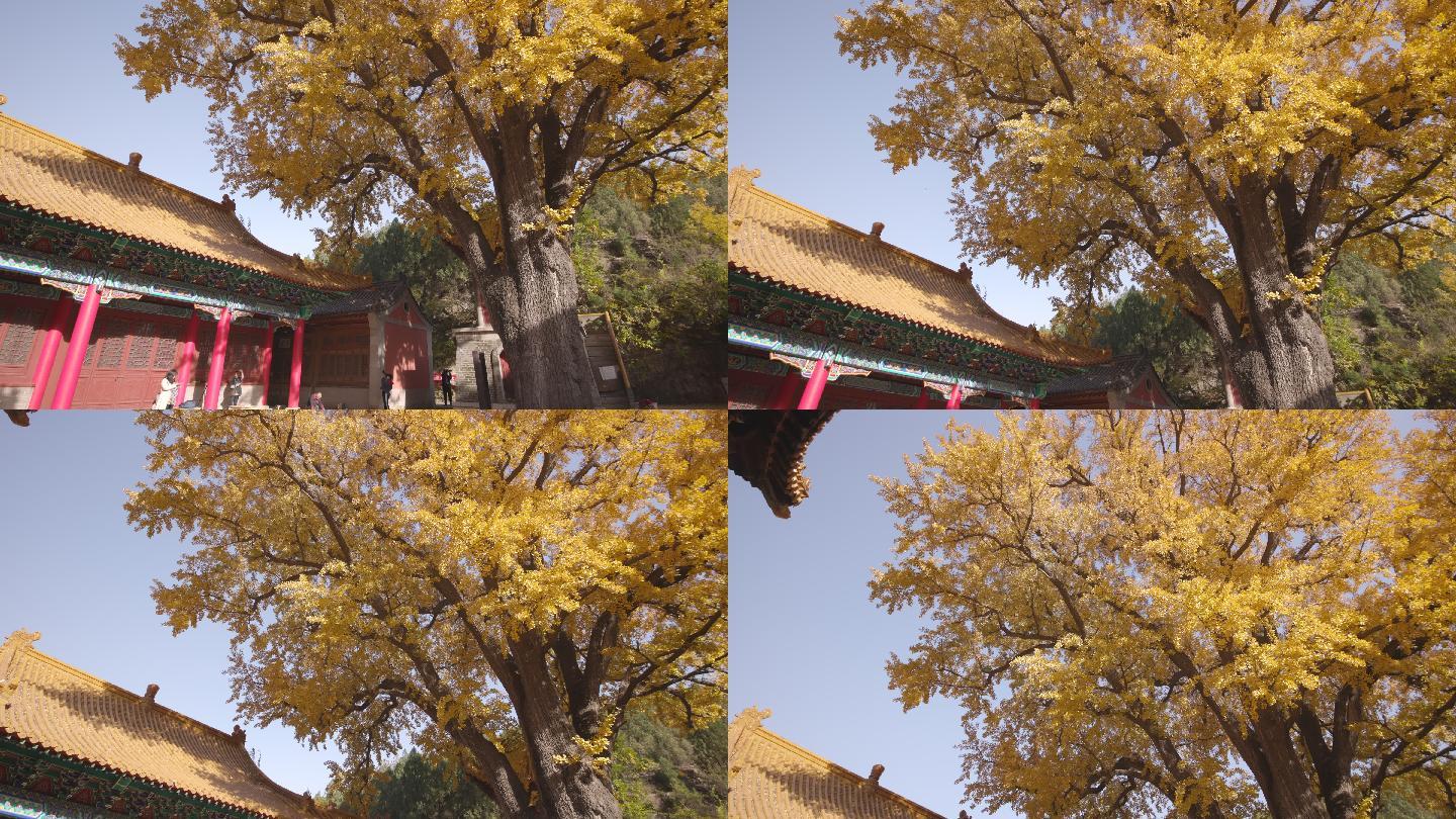 寺院唐代银杏树