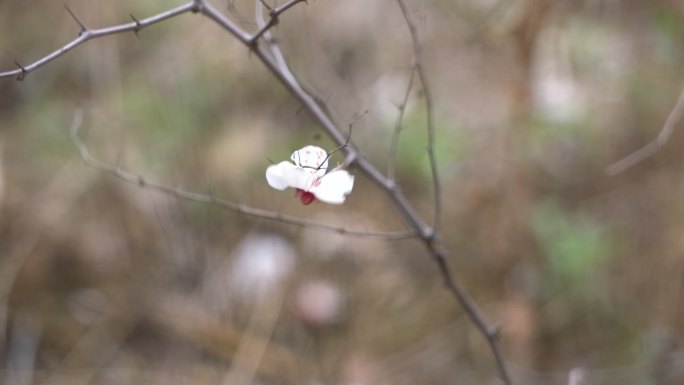 孤单杏花枯枝