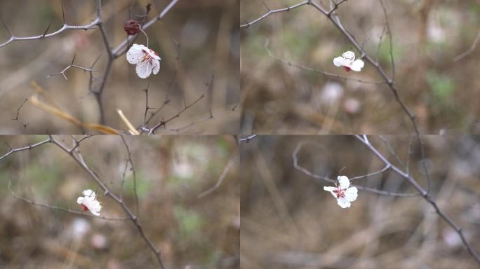 孤单杏花枯枝