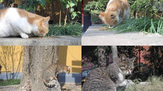 宠物猫流浪猫睡觉吃猫粮