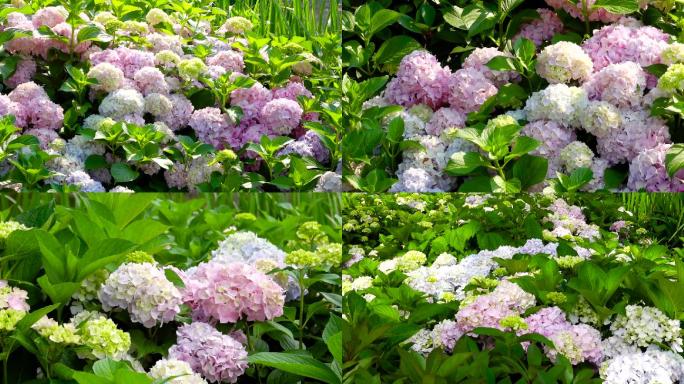 绣球花、鲜花盛开02