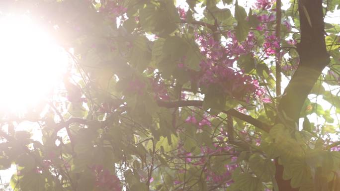 清晨阳光花朵树叶清新唯美视频