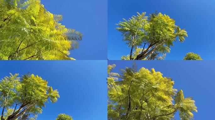 蓝天与阳光下风吹夏日的蓝花楹紫罗兰树