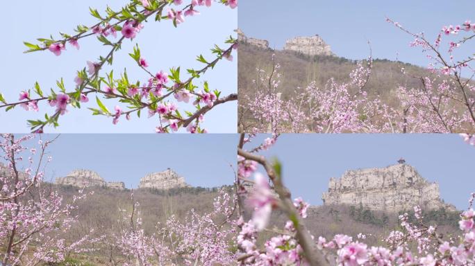 早春桃花开