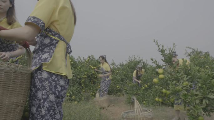 美女橘园采摘log模式