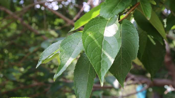 树林杜仲树中草药种植