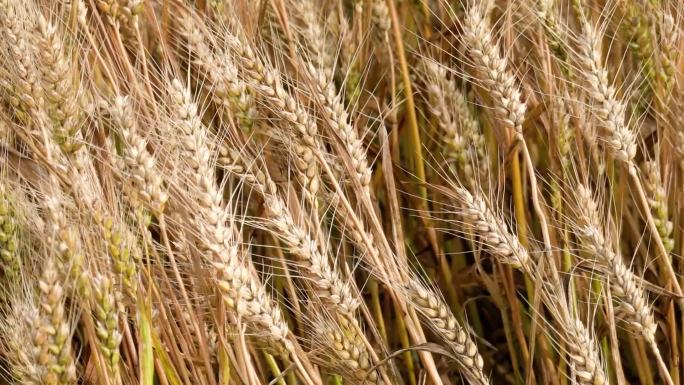 农业、小麦成熟了、小麦大丰收