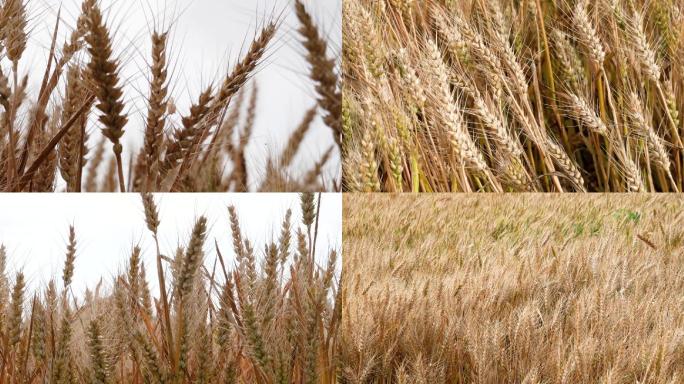 农业、小麦成熟了、小麦大丰收