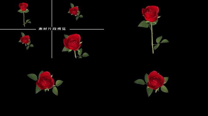 4款旋转玫瑰花-无缝循环带透明通道