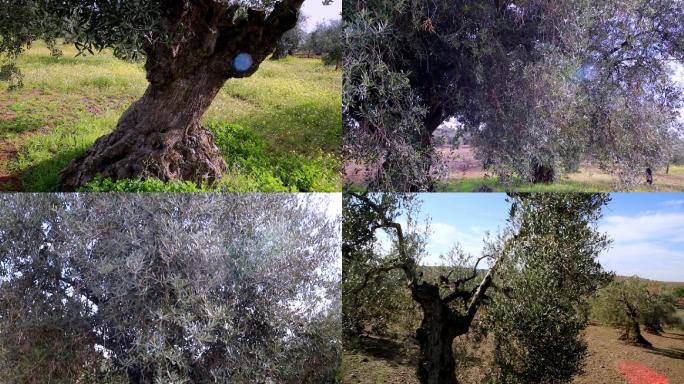 千年橄榄树1080