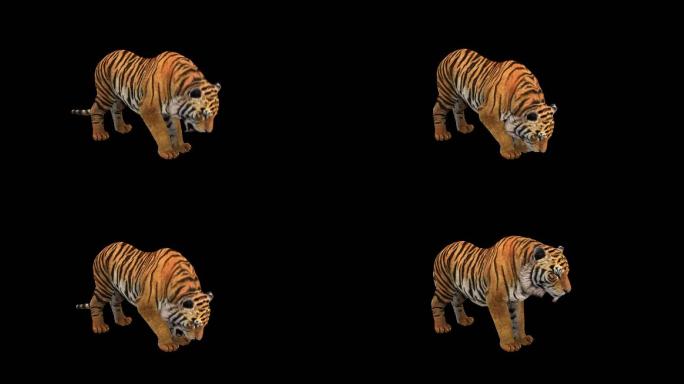三维老虎吃食物带通道循环