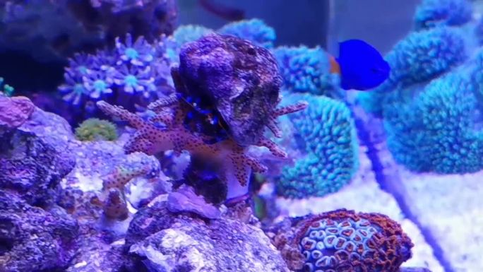 热带的蓝色珊瑚探索神秘海底世界的壮丽之美