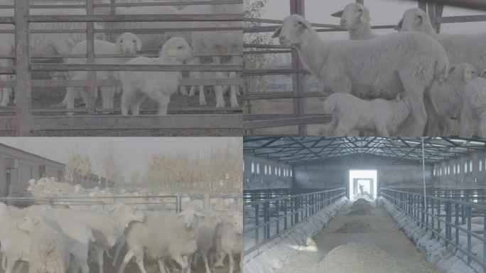 专业化养羊规模养殖