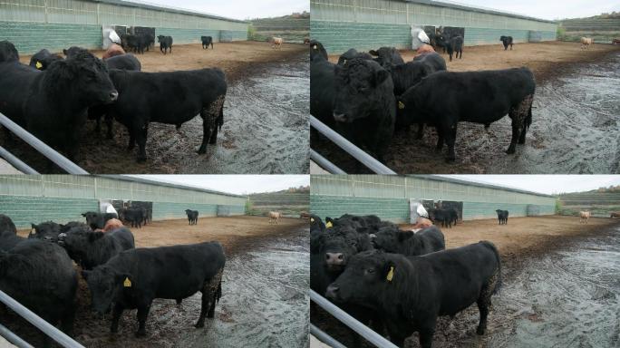 畜牧养殖业牛牛场空镜-2