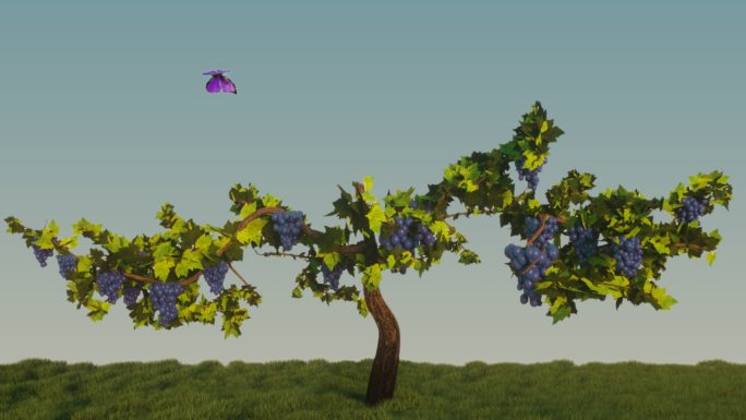 三维葡萄生长植物生长带动画通道