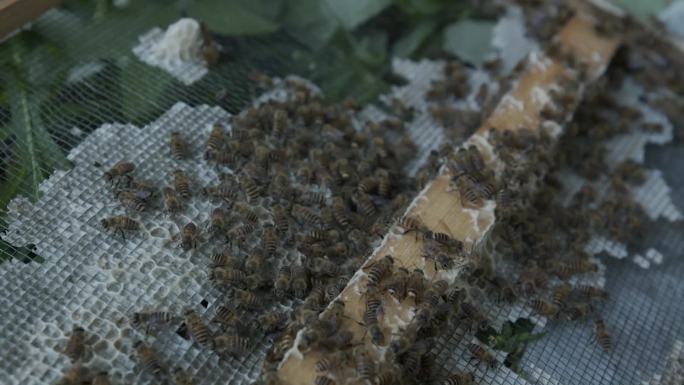 蜜蜂蜂巢超长高清素材