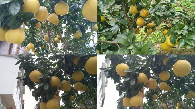 树上的蜜柚丰收果