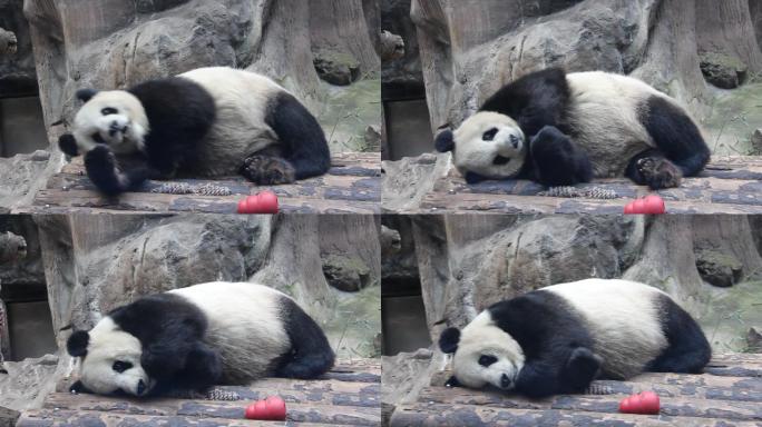 大熊猫躺在木排上翻身打哈欠